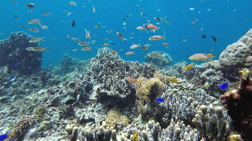 Oslob: Whale Shark Tour with Sumilon & Moalboal Snorkeling - The Realities: Pros and Cons