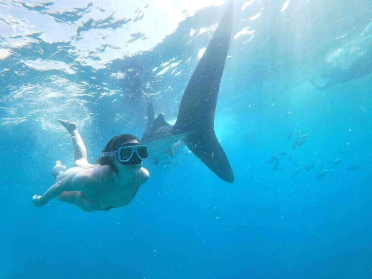 Oslob: Whale Sharks, Tumalog Falls & Sumilon Trio Adventure - The Value of the Tour