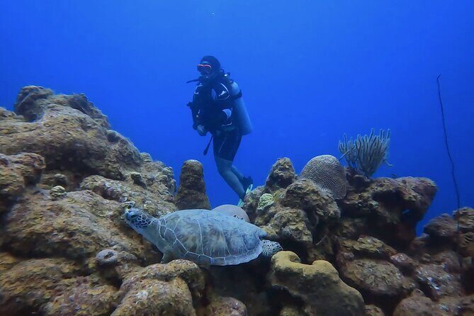 PADI Open Water Course in 3 days - Authentic Experiences from the Reviews