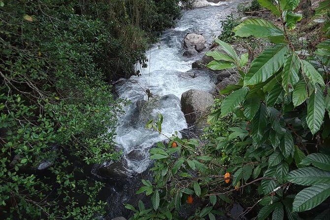 Private Blue Mountain tour from Ocho Rios - Insights from Tour Reviews