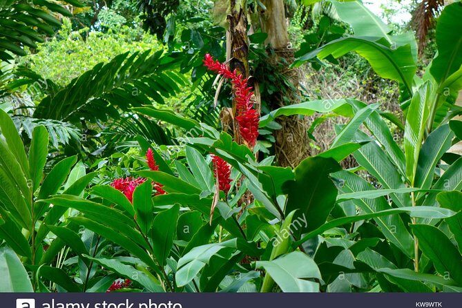 Private Tour From Ocho Rios To Konoko Falls And Garden and Shopping - Lunch and Shopping: Customizable Highlights