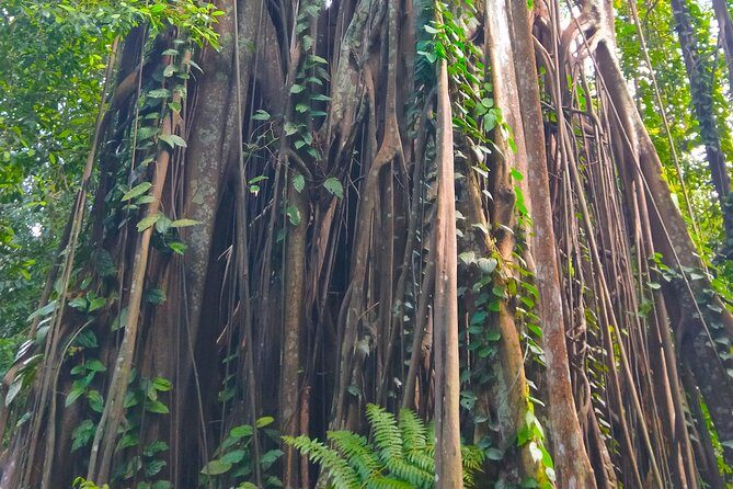 Private Tour Singapore Botanic Garden (UNESCO) - Who Will Love This Tour?