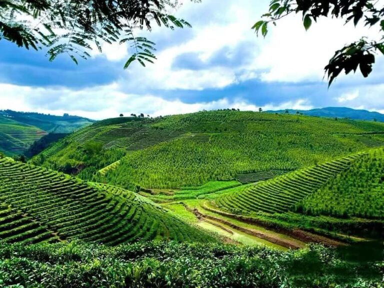 Puer Tea Picking and Tasting | 3-4 Hour Morning Trip - A Closer Look at the Itinerary