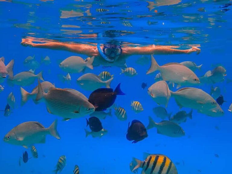 Puerto Plata: Snorkeling Excursion to Sosúa beach - The Quality of Guides and Reviews