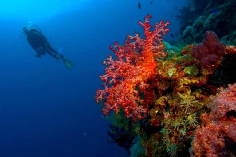 Punta Cana: Reef Diving Adventure Explore Underwater Wonders - Logistics and Practicalities
