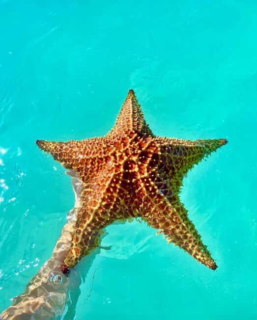 Punta Cana: Saona Island Exclusive Private Beach, Open Bar & Premium Lunch - Transportation and Group Size