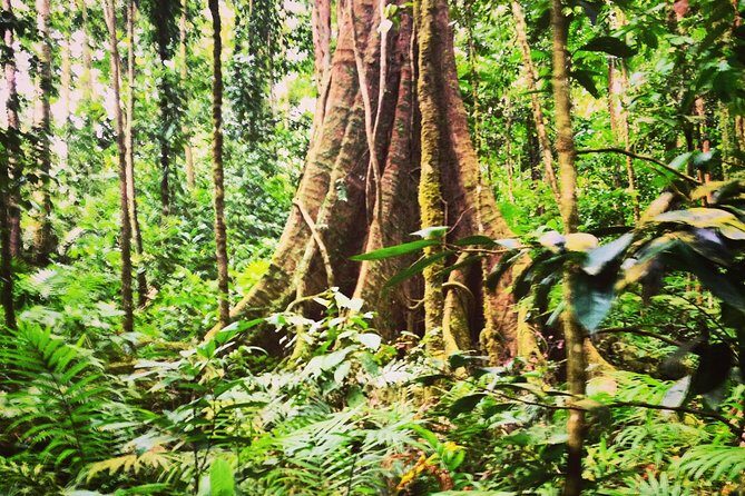 Rain forest and Bird watching - Price and Value