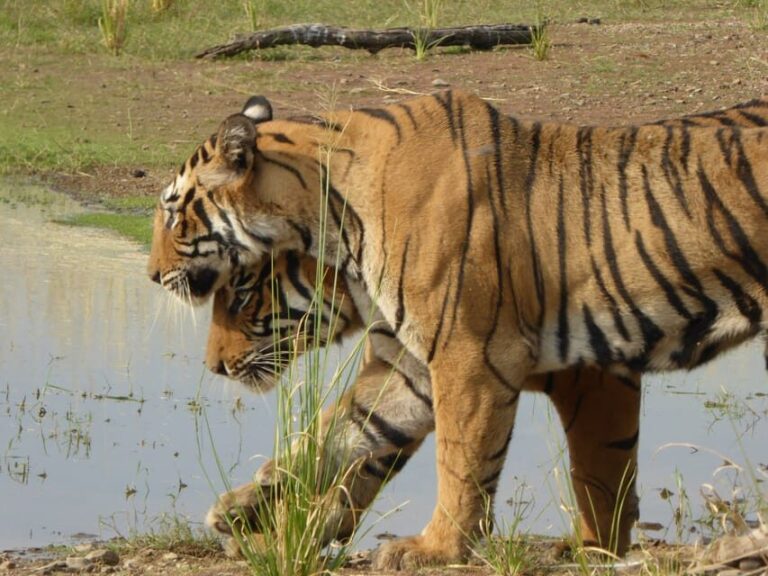 Ranthambore National Park - The Logistics: Duration, Cost, and Practicalities