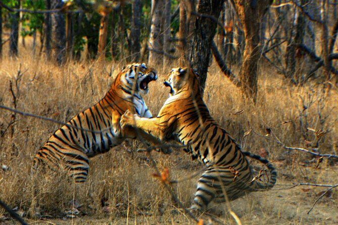 Ranthambore Wildlife Safari Tour From Jaipur Including Transfers - Post-Safari and Return Journey