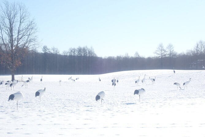Red Crowned Crane and Wildlife Watching - Final Thoughts