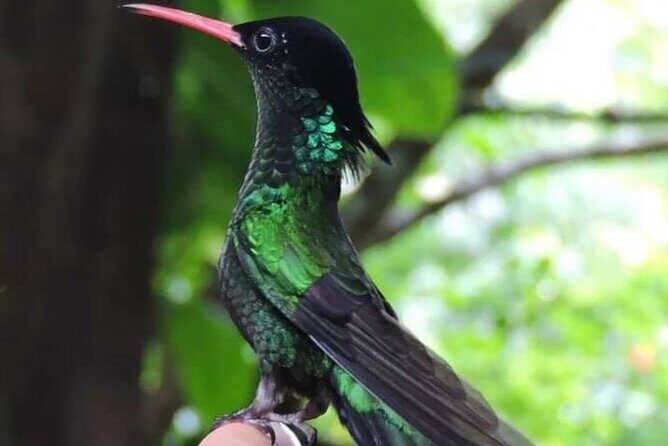 Rocklands Bird Sanctuary and Montego Bay Highlights - Transportation and Logistics