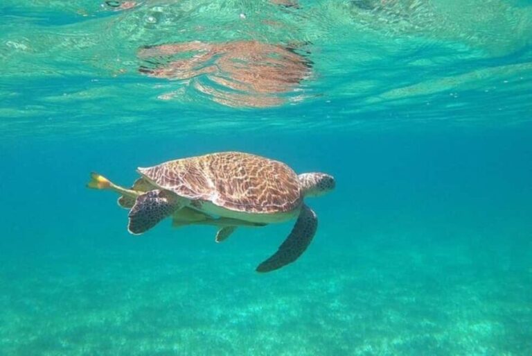 Rose Island Adventure: Turtle, Swim and Snorkel - What Makes This Tour Stand Out?