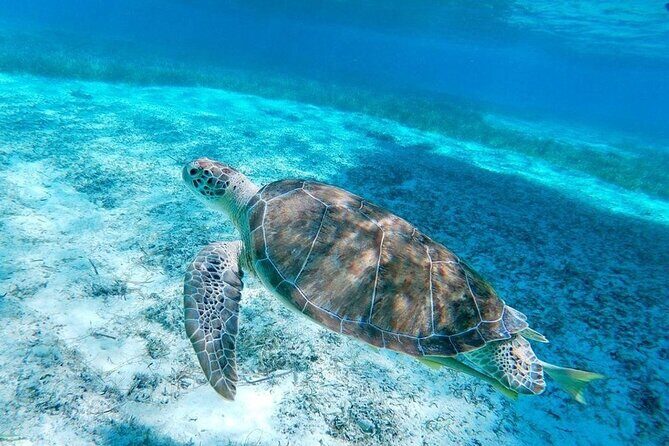 Rose Island Swimming Pigs & Beach Snorkeling Experience Nassau. - What Do Travelers Say?