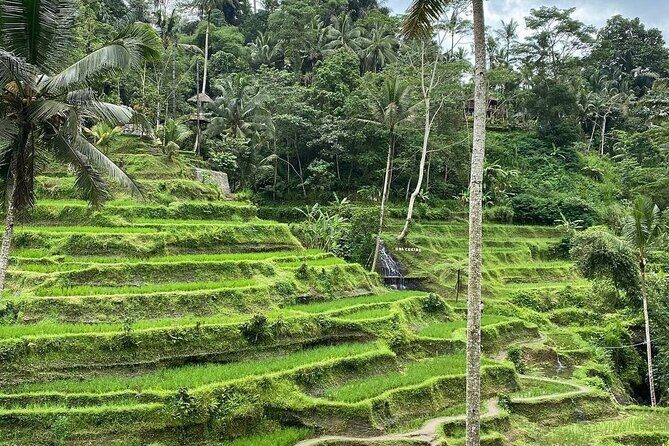 Sacred Spring Experience - Ubud Tour - Practical Tips for Enjoying the Tour