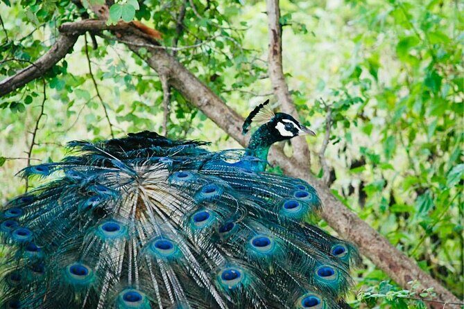 Safari tours in Udawalawa - The Guides and the Experience