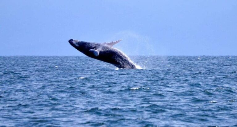 Samanà Whale Watching and Bacardi Island Tour From Bayahibe - What the Reviews Say