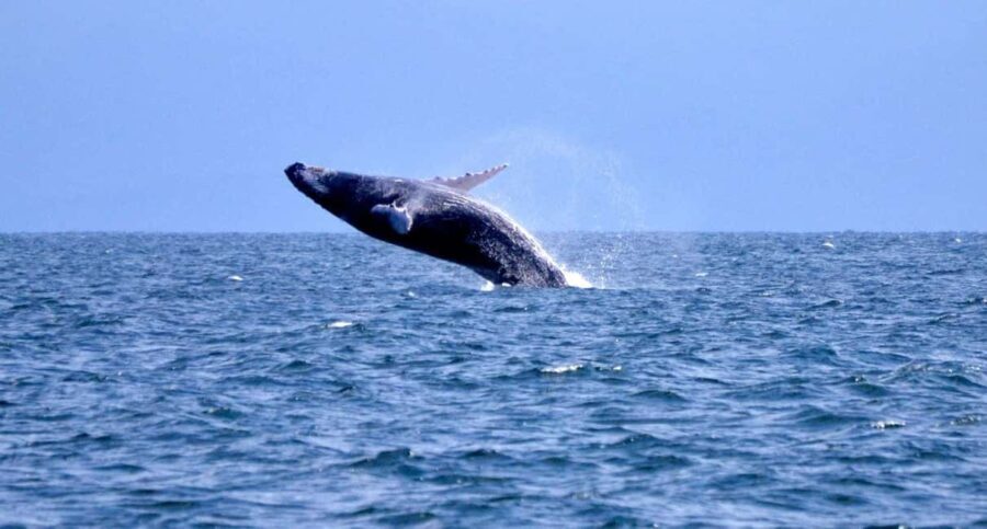 Samanà Whale Watching and Bacardi Island Tour From Bayahibe - What the Reviews Say