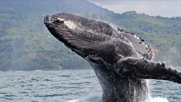 Samana: Whale-Watching and Cayo Levantado Full-Day Tour - What to Expect: Practical Details and Tips