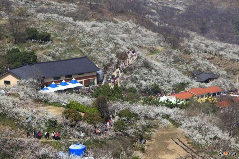 Seoul: Korea Spring Cherry Blossom Day Tour - Who Should Consider This Tour?