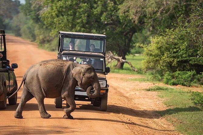Shore Excursion Hambantota Port to Yala Safari and Come back(All Inclusive) - Who Should Consider This Tour