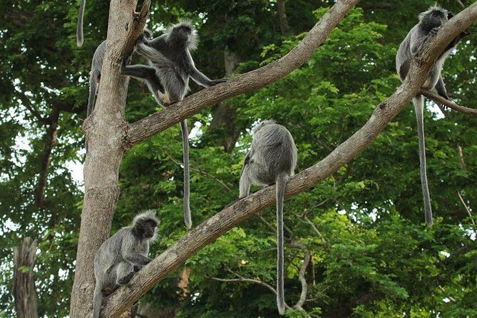 Silver Leaf Monkeys and Firefly Tour with Boat Ride and Seafood Dinner - Final Thoughts: Who Should Consider This Tour?