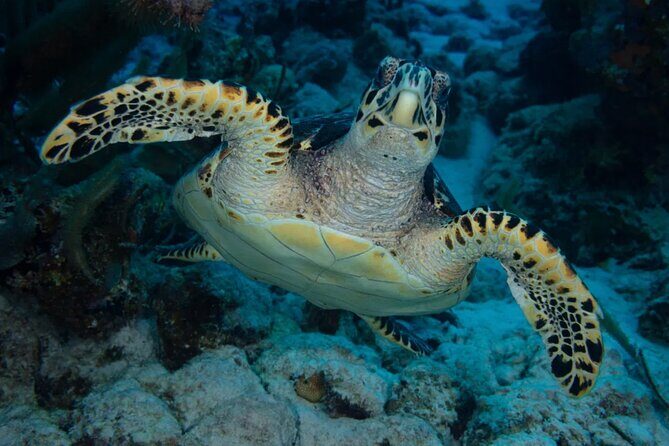 Snorkel Experience in Bonaire - FAQs