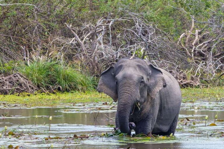 Sri Lanka: 3N4Day guided FULL TOUR with hotel accommodations - What’s Included and What’s Not