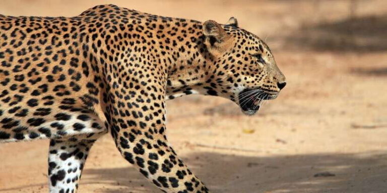 Tangalle/Hiriketiya: Udawalawa Safari & Elephant Transit Hom - Is This Tour Worth It?