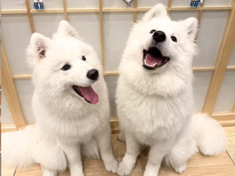 Tokyo Harajuku30-Minute Samoyed Interaction Experience - Why the 30-Minute Format Works