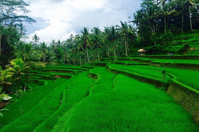 Ubud Highlights Tour ( Private All-Inclusive ) - The Practicalities and What They Mean for You
