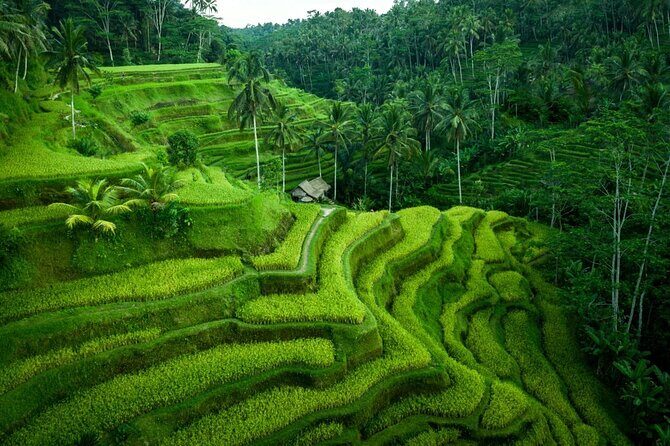 UBUD : Temple and Waterfall All Inclusive Day Tour - Coffee Tasting and Lunch