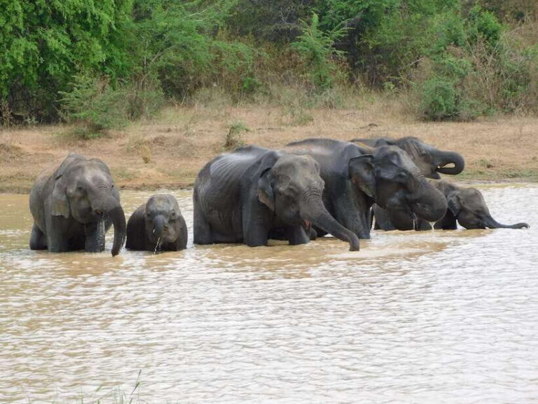 Udawalawe Elephants Safari Tour from Hambantota port - Itinerary Breakdown and Highlights