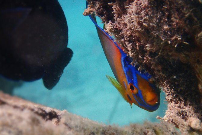 Under the Sea snorkeling(Stingray/Kayak/ Power Snorkel available) - Who Will Love This Tour?