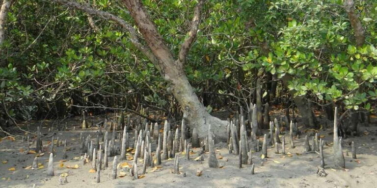West coast Beach, River Mangroves lagoon, Wildlife boat Tour - How the Experience Feels