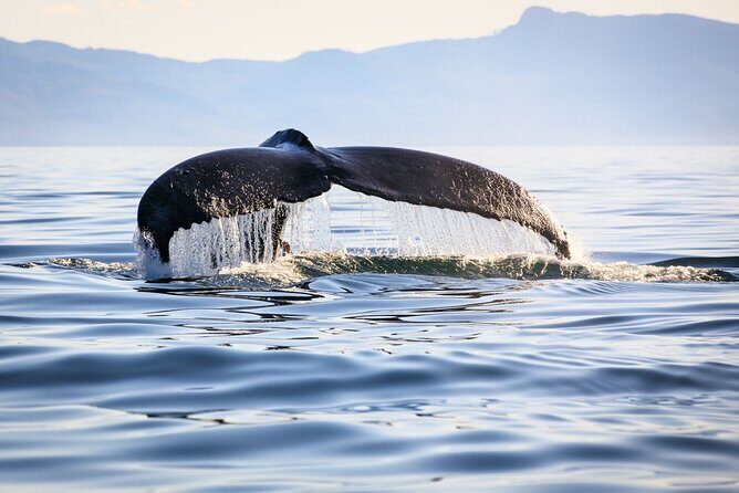 Whale Watching in Samaná Bay + Bacardi Island Beach- Full DayTrip - Practical Details and What to Keep in Mind