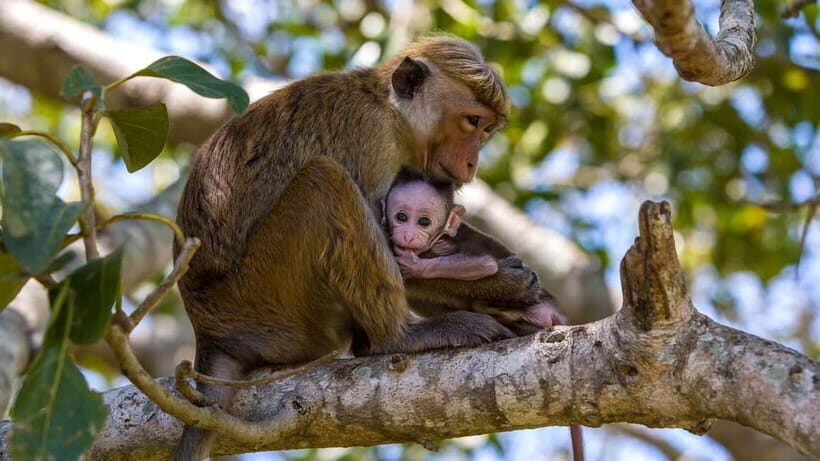 Wilpattu: Jeep Safari Day Tour From Sigiriya or Dambulla - Who Will Love This Tour?