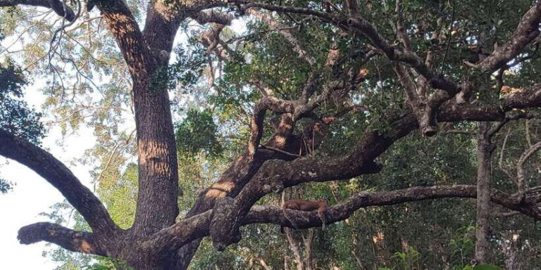 Wilpattu National park : Full day Safari (06:00am - 18:00pm) - Authentic Experiences & Genuine Insights from Travelers