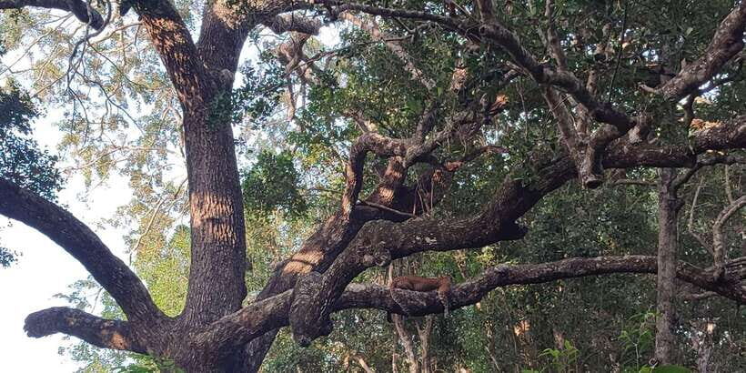 Wilpattu National park : Full day Safari (06:00am - 18:00pm) - Authentic Experiences & Genuine Insights from Travelers