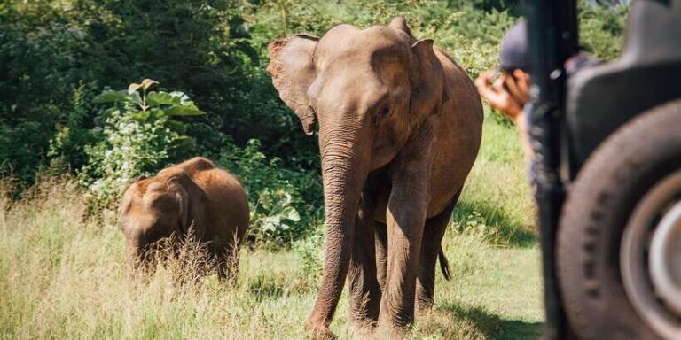 Wilpattu National Park Safari Tour - Key Points