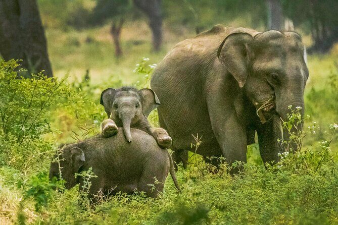 Yala National Park Safari from Weligama - Wildlife Watching: How Good Can It Get?
