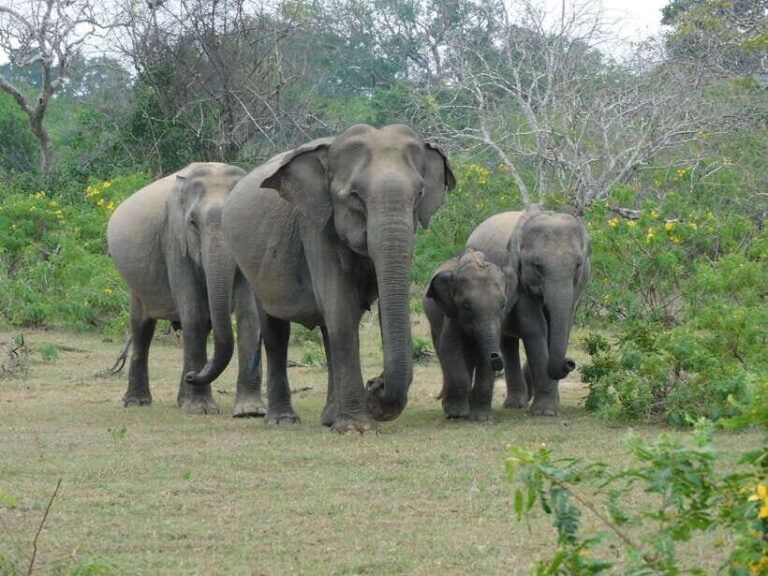 Yala National Park Safari Tour from Hambantota Port - Who Would Love This Tour?