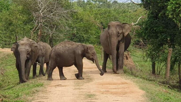 Yala Safari : 7 hour & 12 hour Tours - Who Should Consider This Tour?