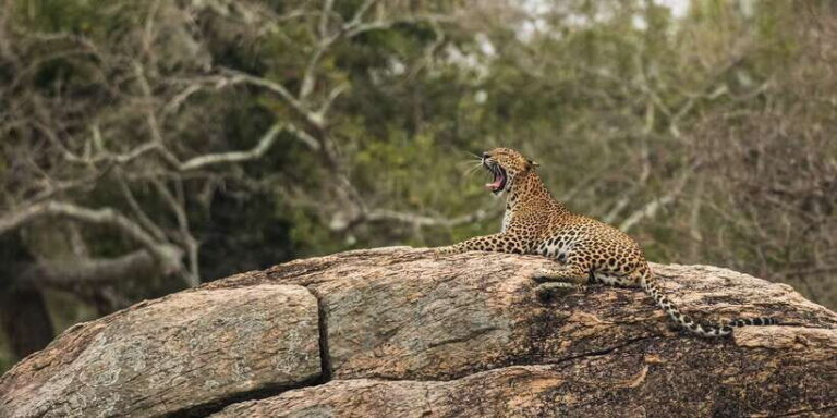1-Day Tour of Both Yala and Udawalawe National Parks - The Sum Up