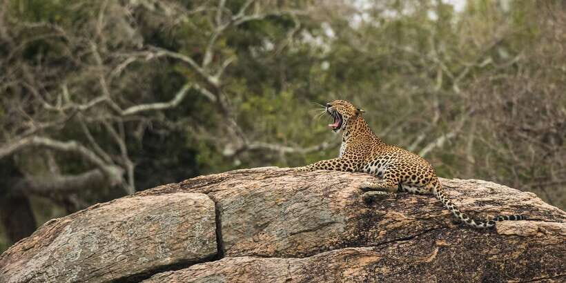 1-Day Tour of Both Yala and Udawalawe National Parks - The Sum Up