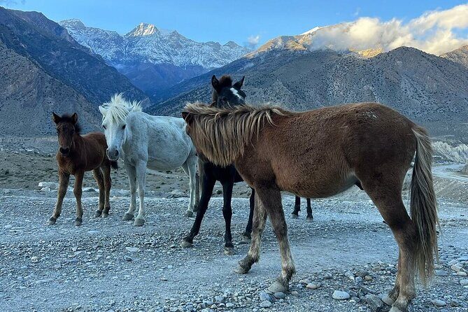 12 Days Overland Tour to Upper Mustang - Is This Tour Worth the Price?