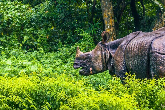 3 Days and 2 Nights Chitwan National Park Safari Tour in Pokhara - The Itinerary in Detail
