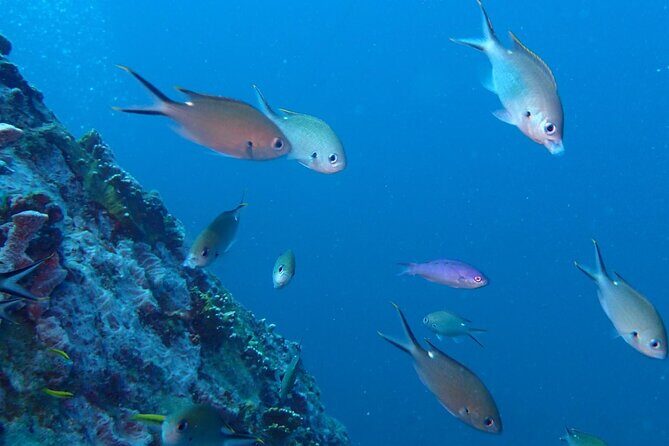 Anguilla Based: 2-Tank Group Dive Experience for Certified Divers - Who Should Consider This Tour?