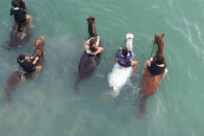 Antigua Horse Ride and Swim - Who Should Consider This Tour?