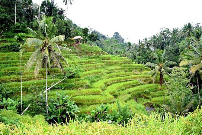 Bali Ayung River Rafting and Kintamani Mt. Batur Volcano View - Authentic Experiences and Authenticity