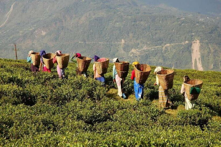 Cameron Highlands 1 Day Tour from Kuala Lumpur - Analyzing the Value and Price